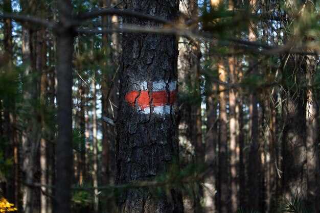 Fire Safety Codes for Eco Retreats in Wildland Areas