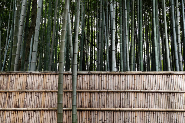 Building with Bamboo – Strength